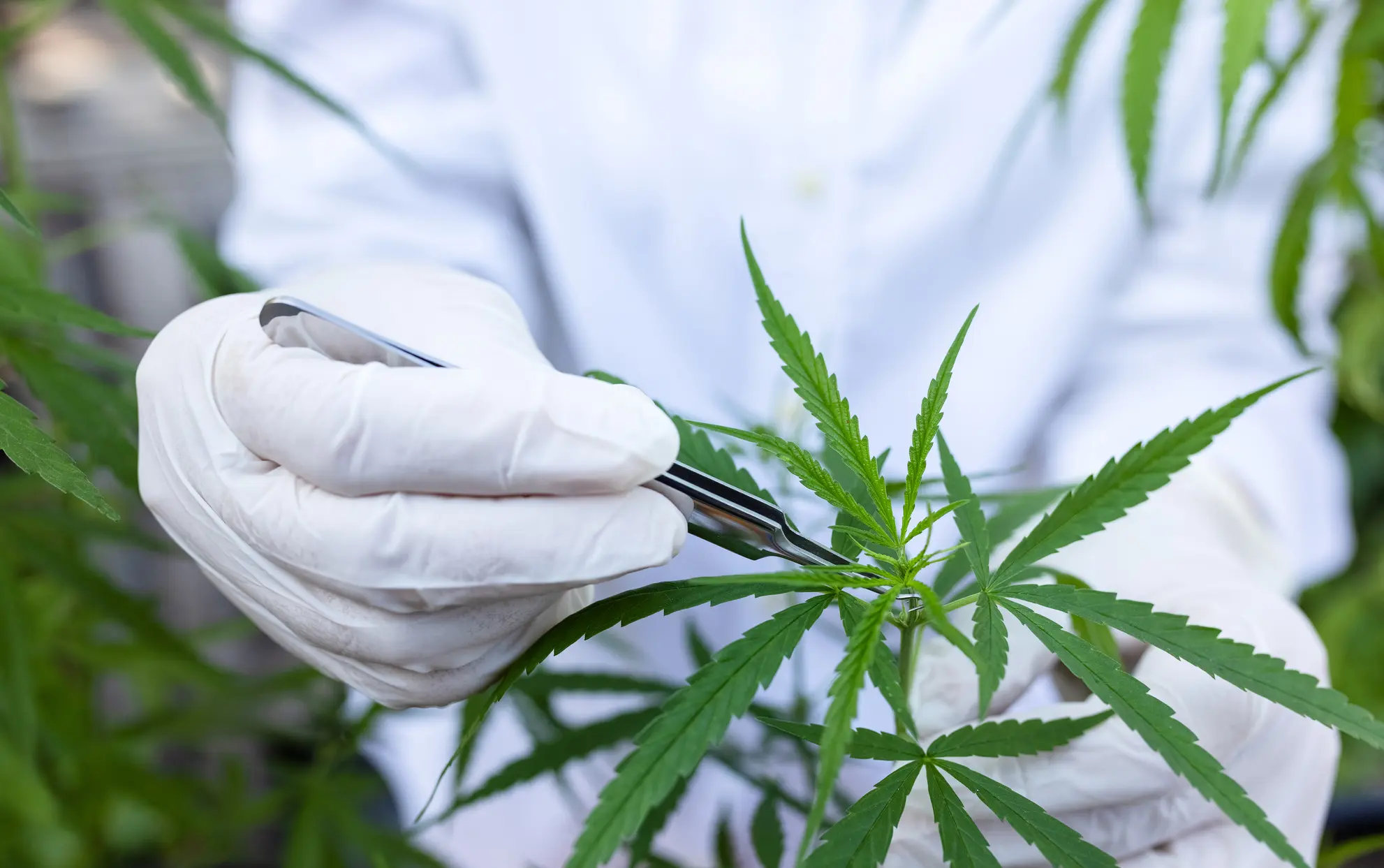 Cannabis Farm